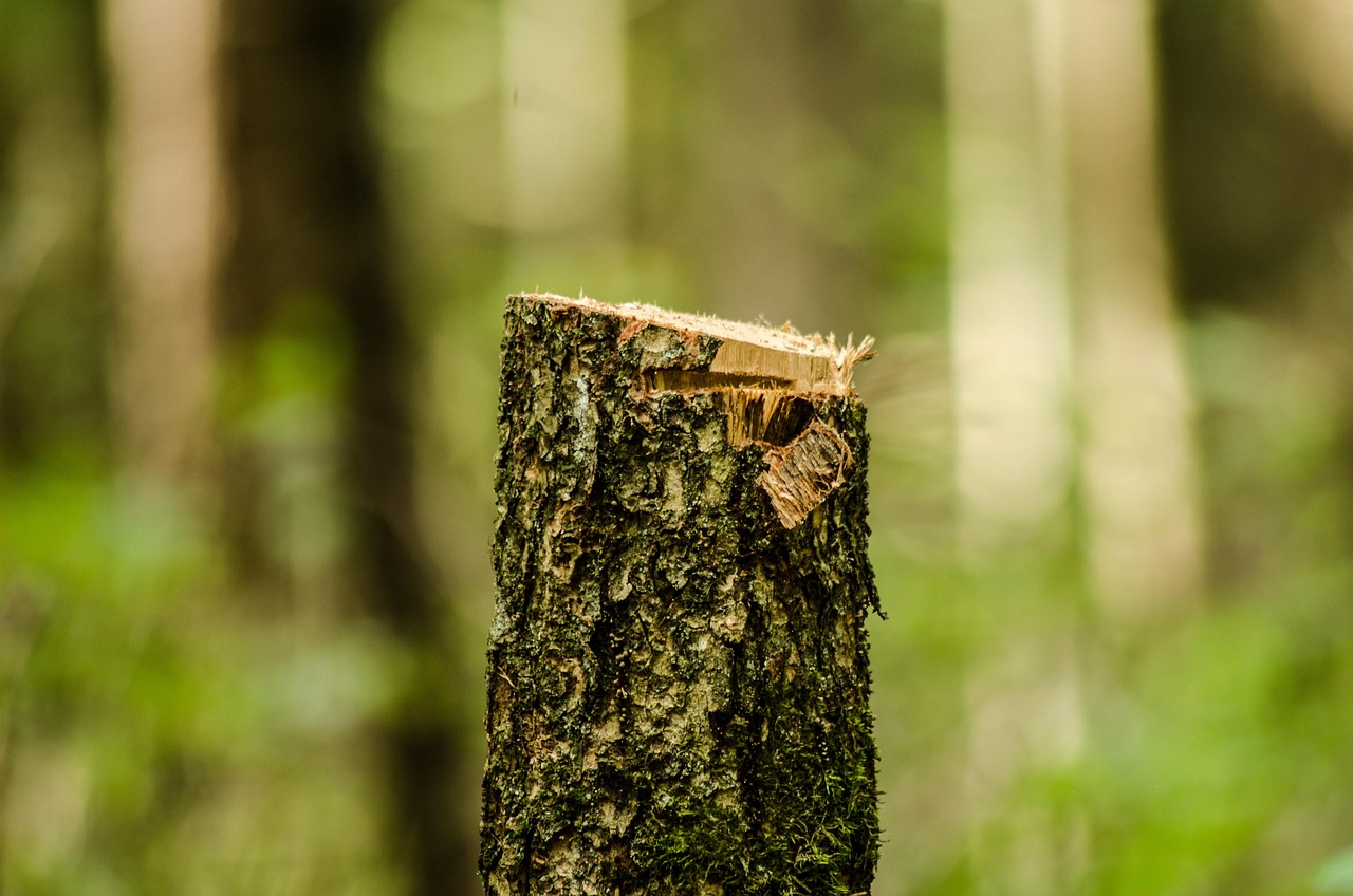 jaki sprzęt dla arborysty